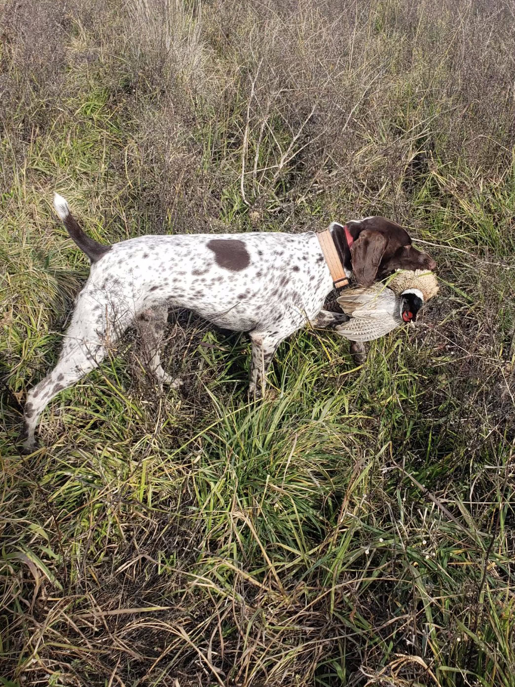 Chelsea German Shorthaired Pointers - Home